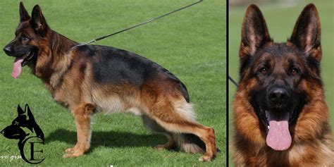 marlo von baccara|Marlo v. Baccara .